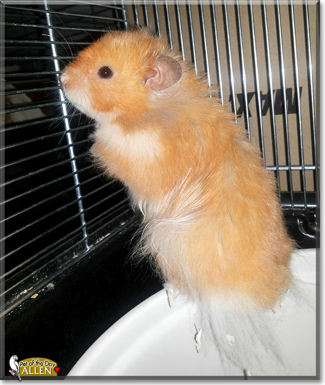 Allen, the Pet of the Day Allen, the Pet of the Day