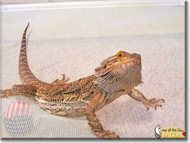 Bacon, the Pet of the Day Bacon, the Pet of the Day