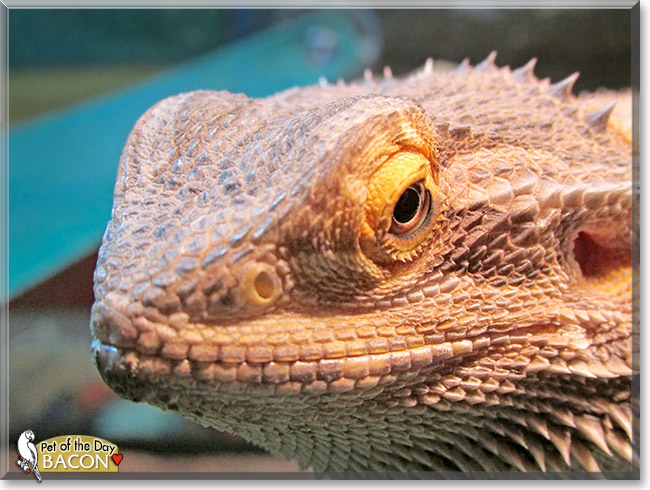 Bacon, the Pet of the Day Bacon, the Pet of the Day