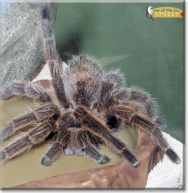Sparky, the Pet of the Day Sparky, the Pet of the Day