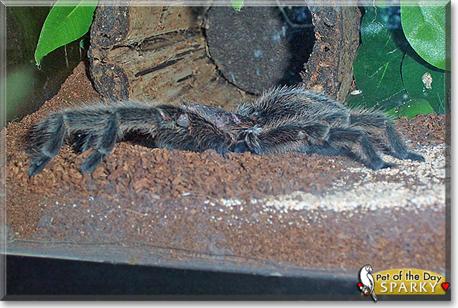 Sparky, the Pet of the Day Sparky, the Pet of the Day