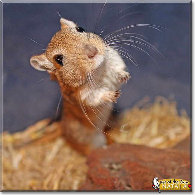 Natala, the Pet of the Day Natala, the Pet of the Day