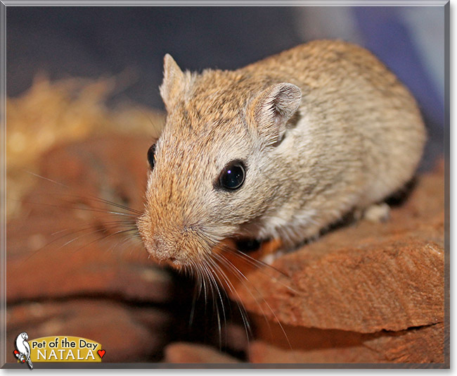 Natala, the Pet of the Day Natala, the Pet of the Day