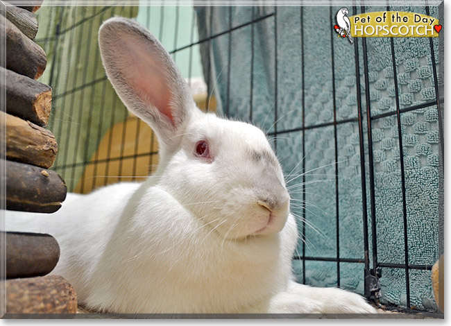 Hopscotch, the Pet of the Day Hopscotch, the Pet of the Day