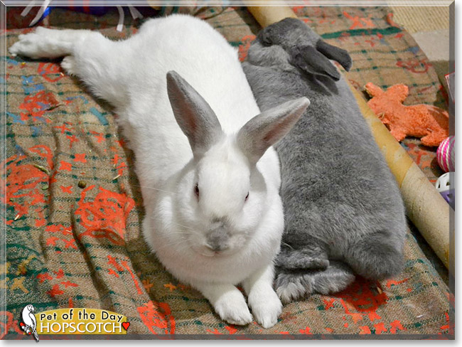 Hopscotch, the Pet of the Day Hopscotch, the Pet of the Day