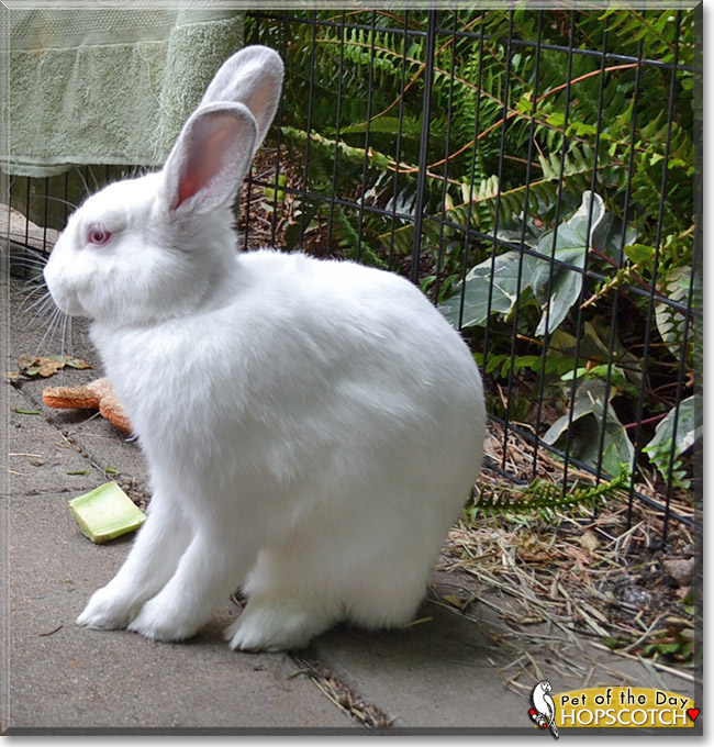 Hopscotch, the Pet of the Day Hopscotch, the Pet of the Day