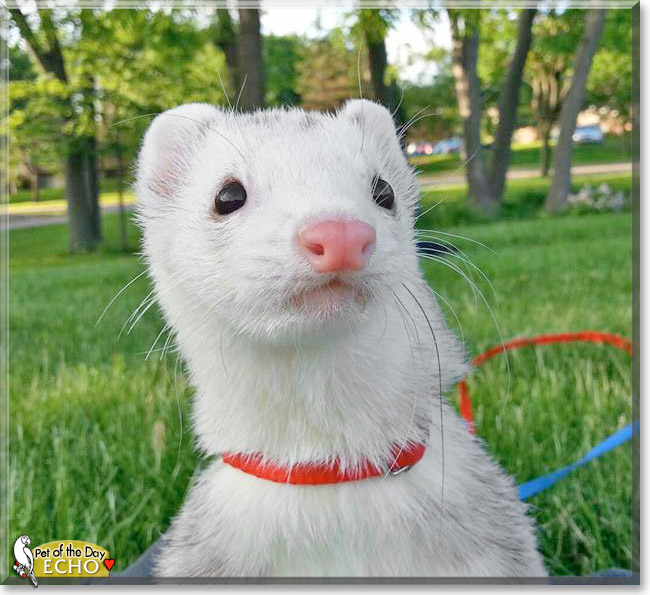 Echo, the Pet of the Day Echo, the Pet of the Day
