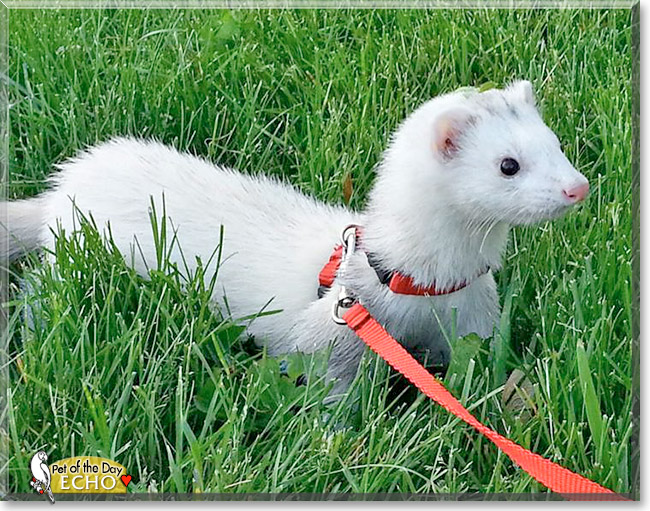 Echo, the Pet of the Day Echo, the Pet of the Day