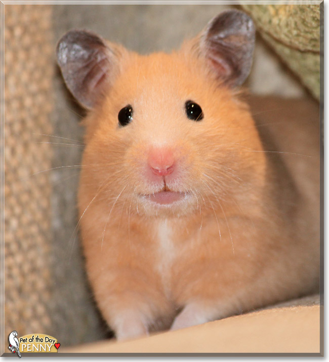 Penny, the Pet of the Day Penny, the Pet of the Day