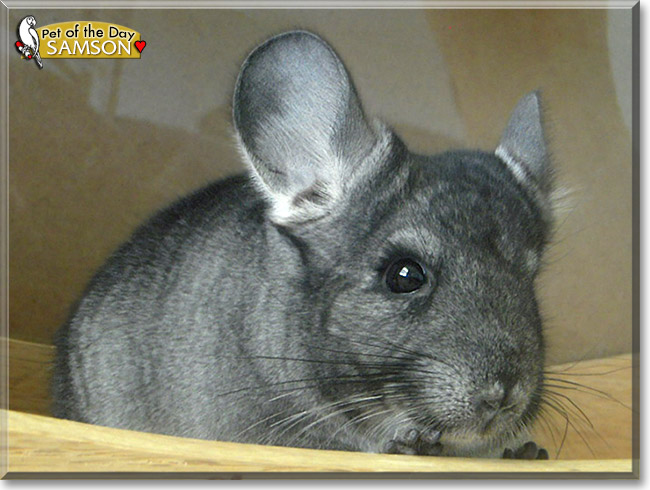 Samson, the Pet of the Day