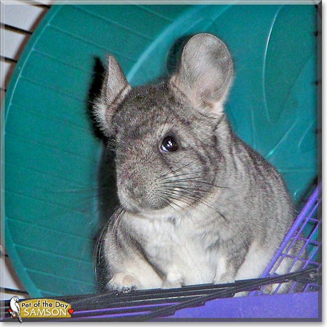 Samson, the Pet of the Day