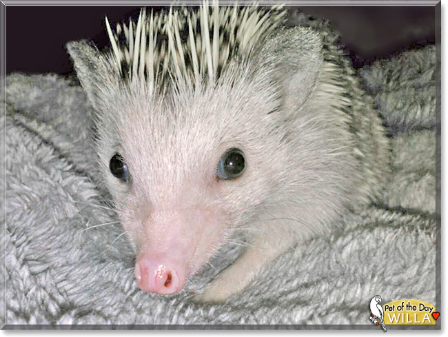 Willa, the Pet of the Day Willa, the Pet of the Day