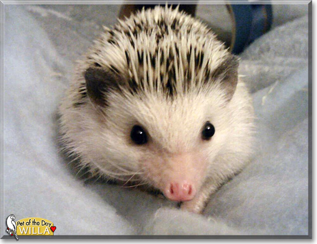 Willa, the Pet of the Day Willa, the Pet of the Day