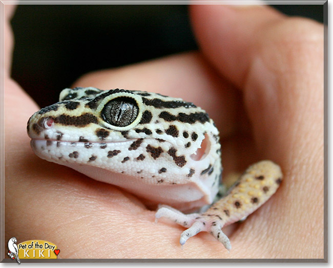 Kiki, the Pet of the Day