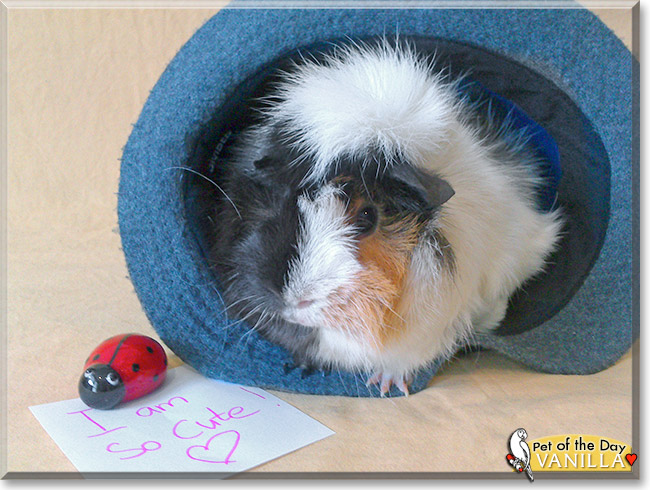 Vanilla, the Pet of the Day
