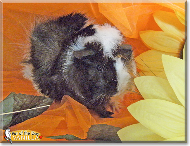 Vanilla, the Pet of the Day Vanilla, the Pet of the Day