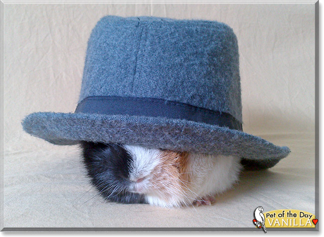 Vanilla, the Pet of the Day Vanilla, the Pet of the Day