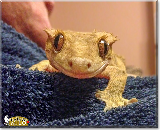 Milo, the Pet of the Day Milo, the Pet of the Day