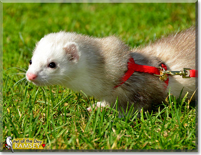 Ramsey, the Pet of the Day