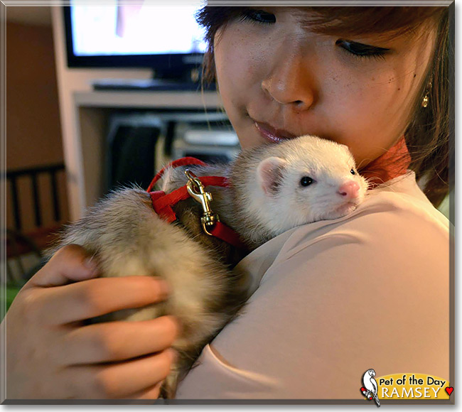 Ramsey, the Pet of the Day