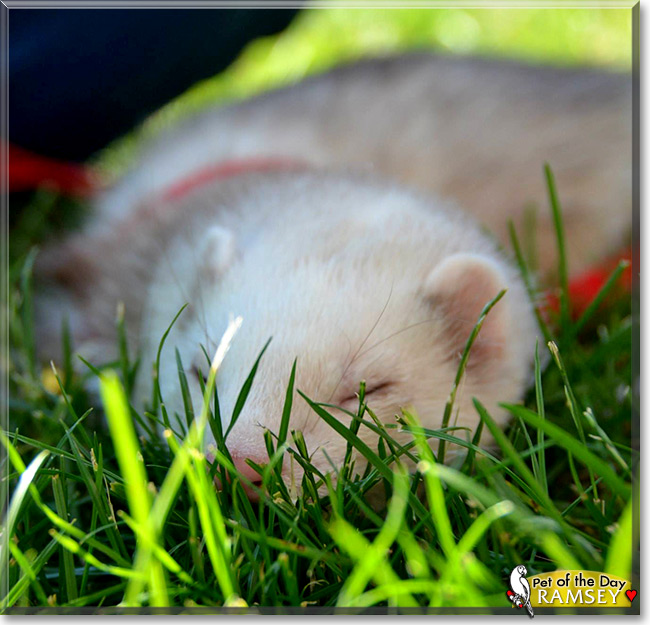 Ramsey, the Pet of the Day