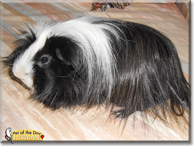 Herman, the Pet of the Day Herman, the Pet of the Day