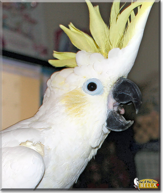 Bella, the Pet of the Day Bella, the Pet of the Day
