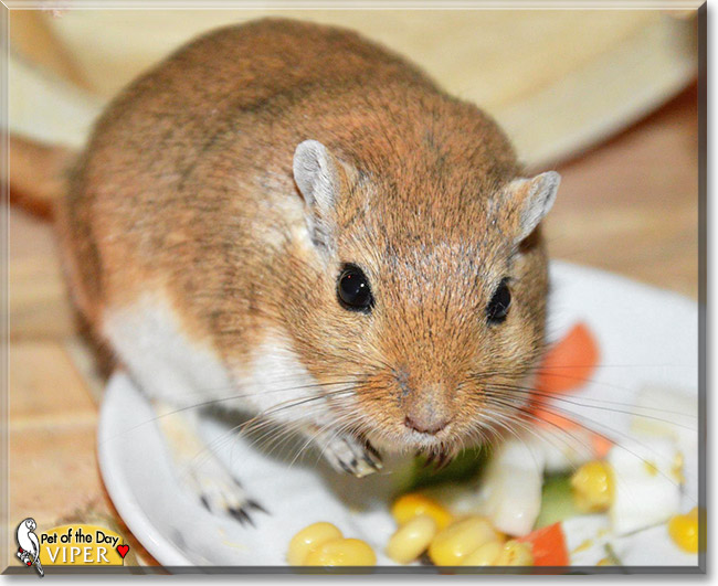 Viper, the Pet of the Day Viper, the Pet of the Day