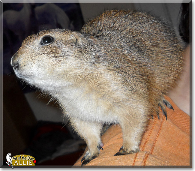 Allie, the Pet of the Day Allie, the Pet of the Day