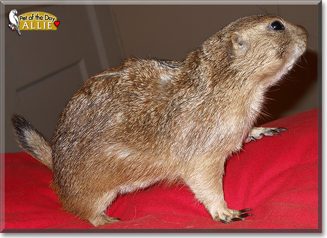Allie, the Pet of the Day Allie, the Pet of the Day