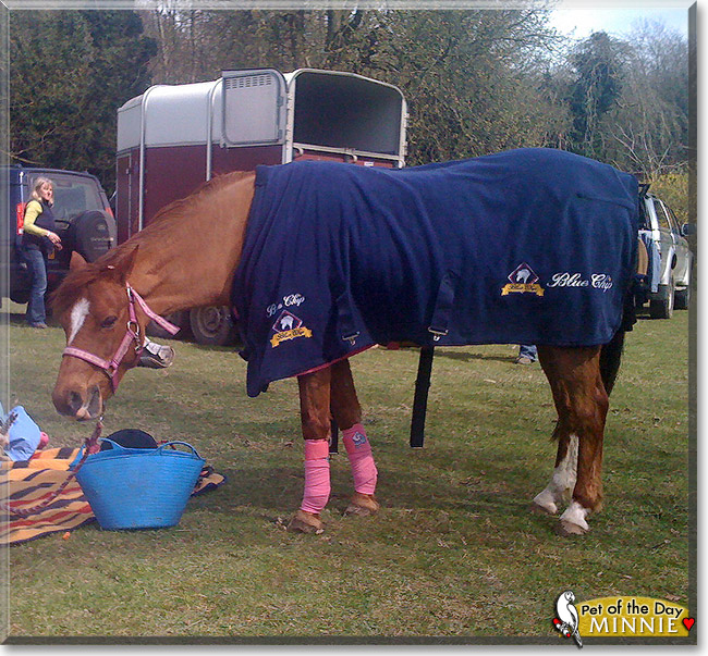 Minnie, the Pet of the Day Minnie, the Pet of the Day