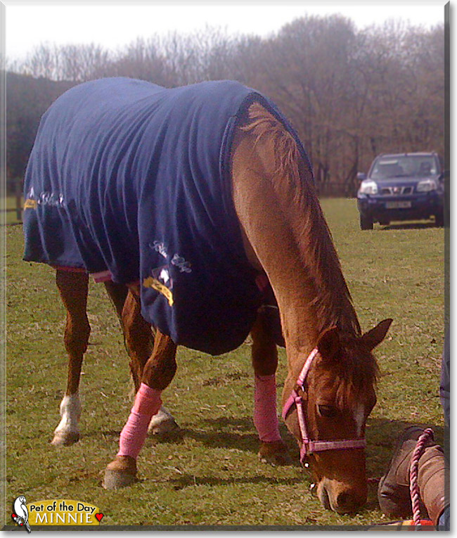 Minnie, the Pet of the Day Minnie, the Pet of the Day