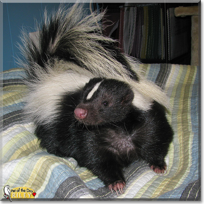 Riley, the Pet of the Day Riley, the Pet of the Day