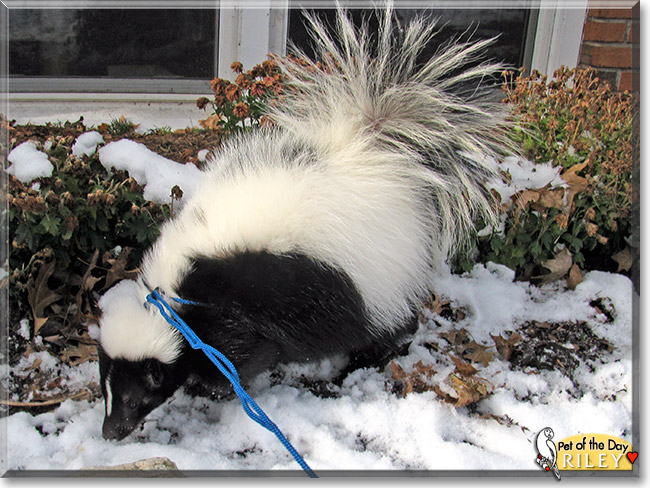 Riley, the Pet of the Day Riley, the Pet of the Day