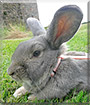 Love the Rabbit
