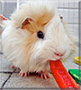 Guiness the Guinea Pig