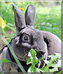 Maxwell the Mini Rex rabbit