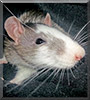 Blade the Blazed Rat