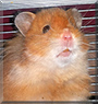 Allen the Golden hamster