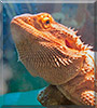 Bacon the Bearded Dragon