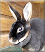 Coconut the Chocolate Mini Rex