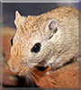 Natala the Gerbil