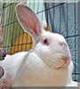 Hopscotch the Rabbit