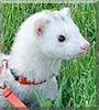 Echo the Ferret