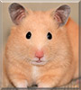 Penny the Hamster