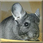 Samson the Chinchilla
