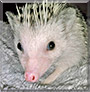 Willa the African Pygmy Hedgehog