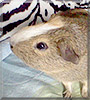 Wilbur the Guinea Pig
