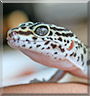 Kiki the Leopard Gecko