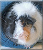 Vanilla the Guinea Pig